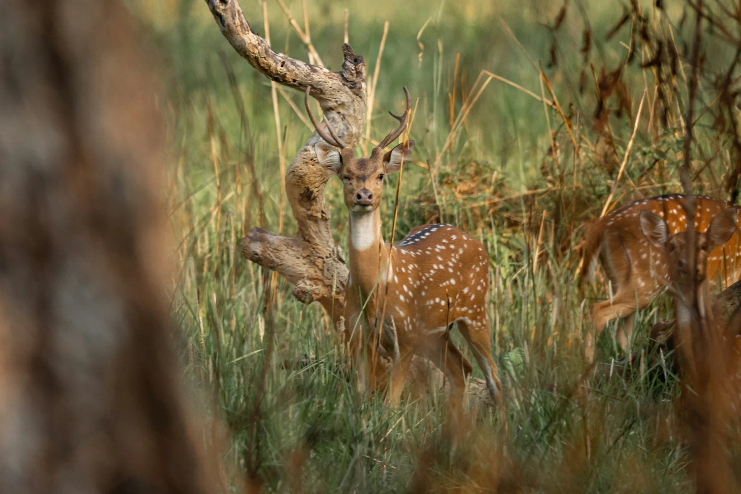 Chitwan Luxury Safari