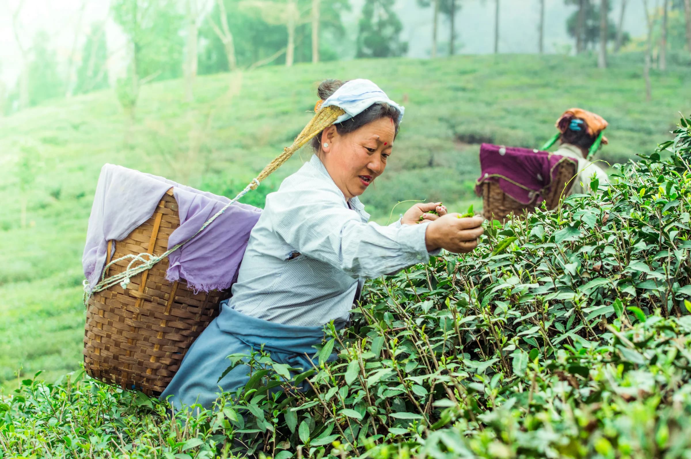 Darjeeling & Sikkim Luxury Expedition